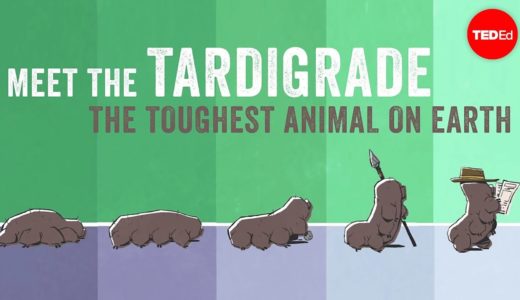 Meet the tardigrade, the toughest animal on Earth - Thomas Boothby